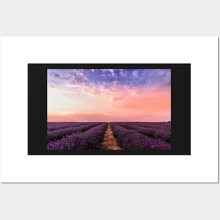 Lavender field under multicolored cloudy sky Posters and Art